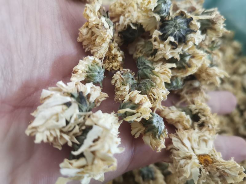 菊花药用菊花优质中药材干货保质保量一件代发批实物拍摄