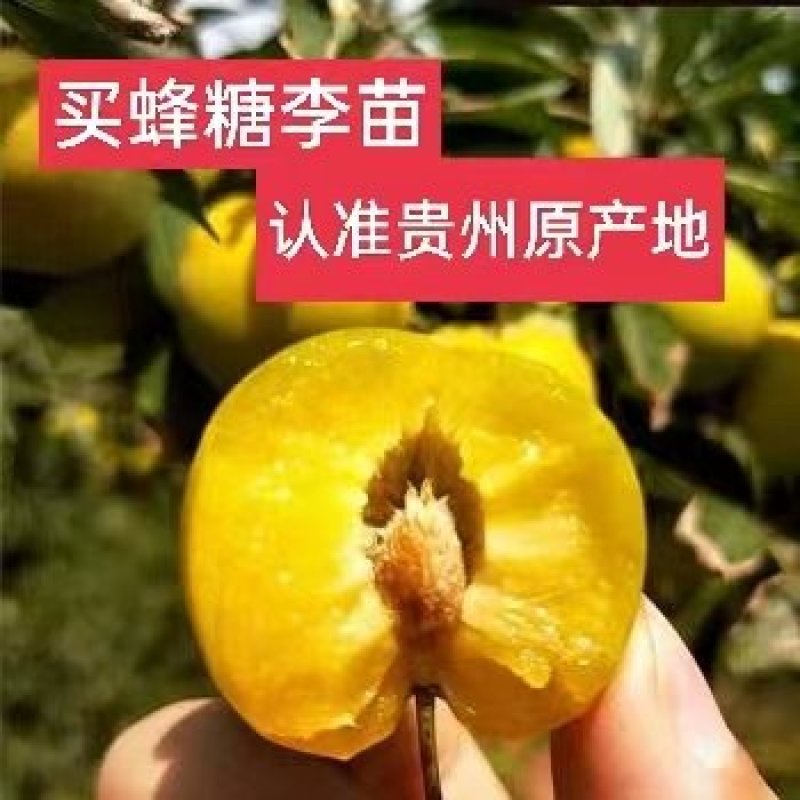 李子苗蜂糖李苗贵州蜂糖李苗贵州原产地发货