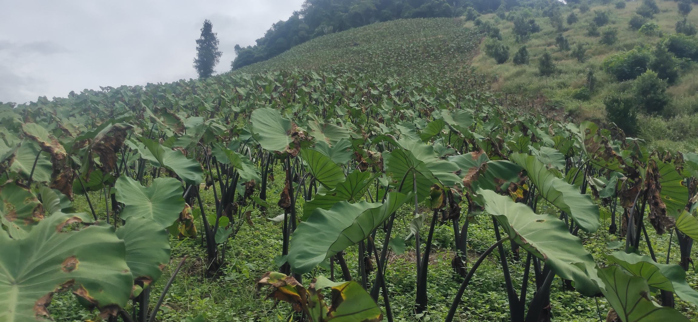 展示华南、华东、华北、西南地区彩叶芋种植环境与管理差异对比图 彩叶芋不同地区种植对比图