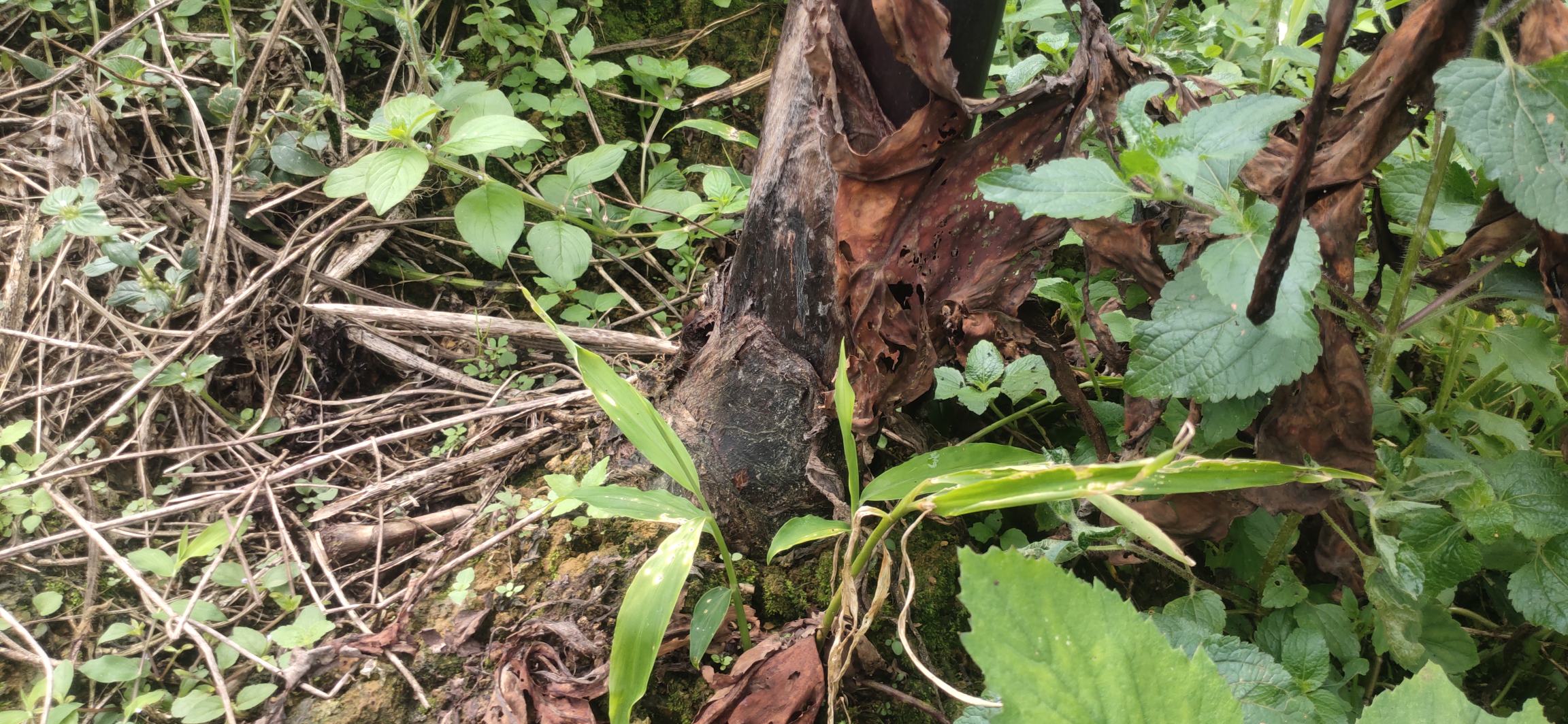 芋头软腐病症状图