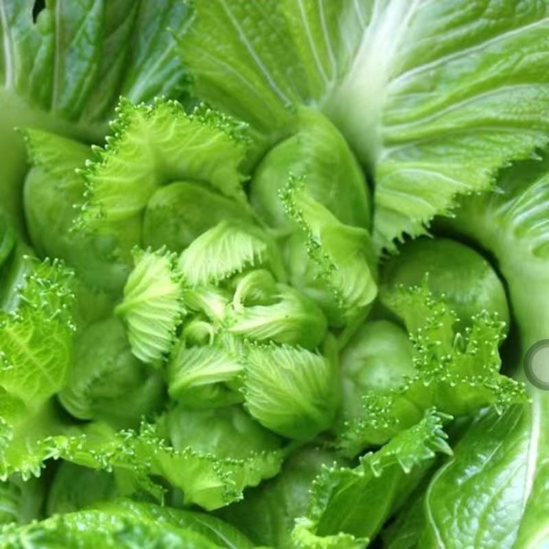 儿菜种子四川特产四季播娃娃菜抱子芥菜种子秋季蔬菜种子早熟