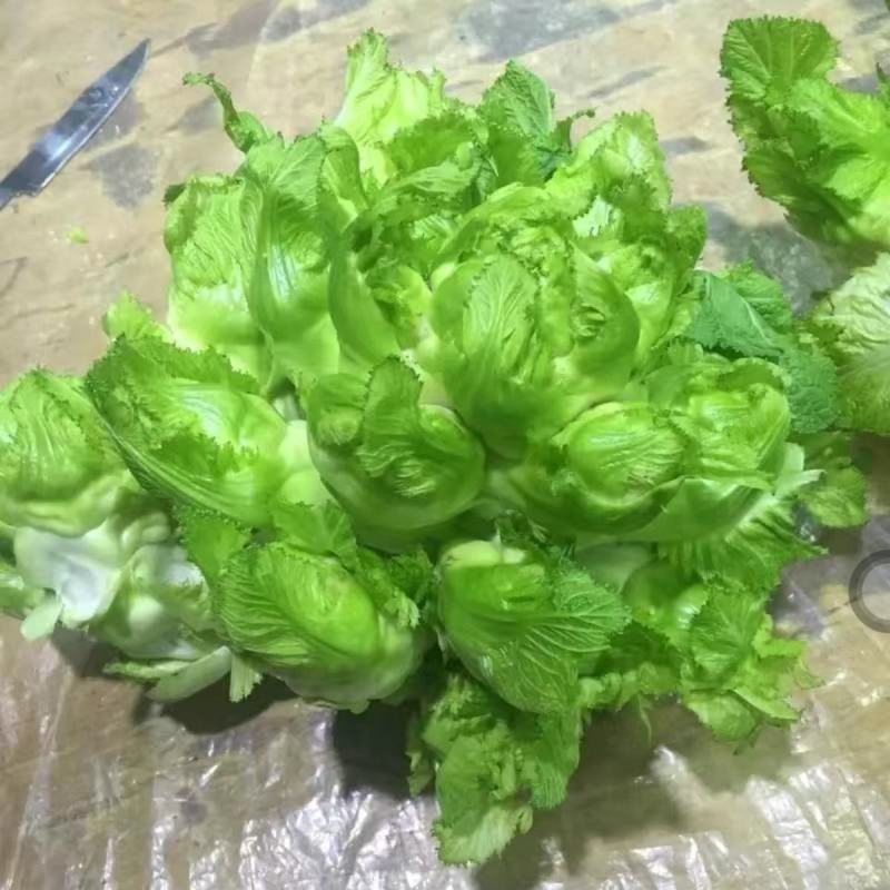 儿菜种子四川特产四季播娃娃菜抱子芥菜种子秋季蔬菜种子早熟