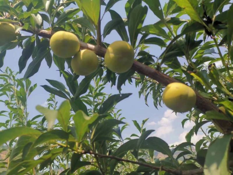 李子苗蜂糖李苗贵州蜂糖李苗贵州原产地发货