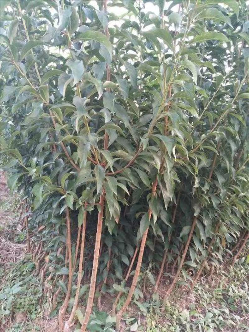李子苗蜂糖李苗贵州蜂糖李苗贵州原产地发货