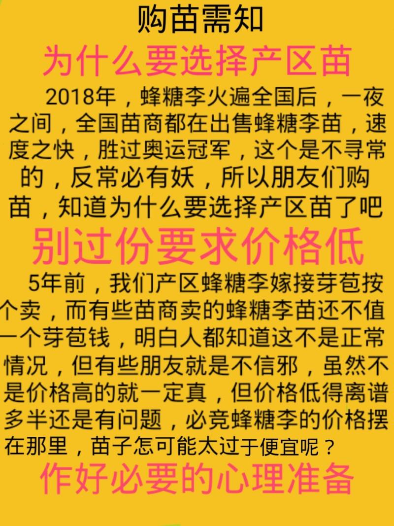 李子苗蜂糖李苗贵州蜂糖李苗贵州原产地发货