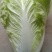 大白菜上市中