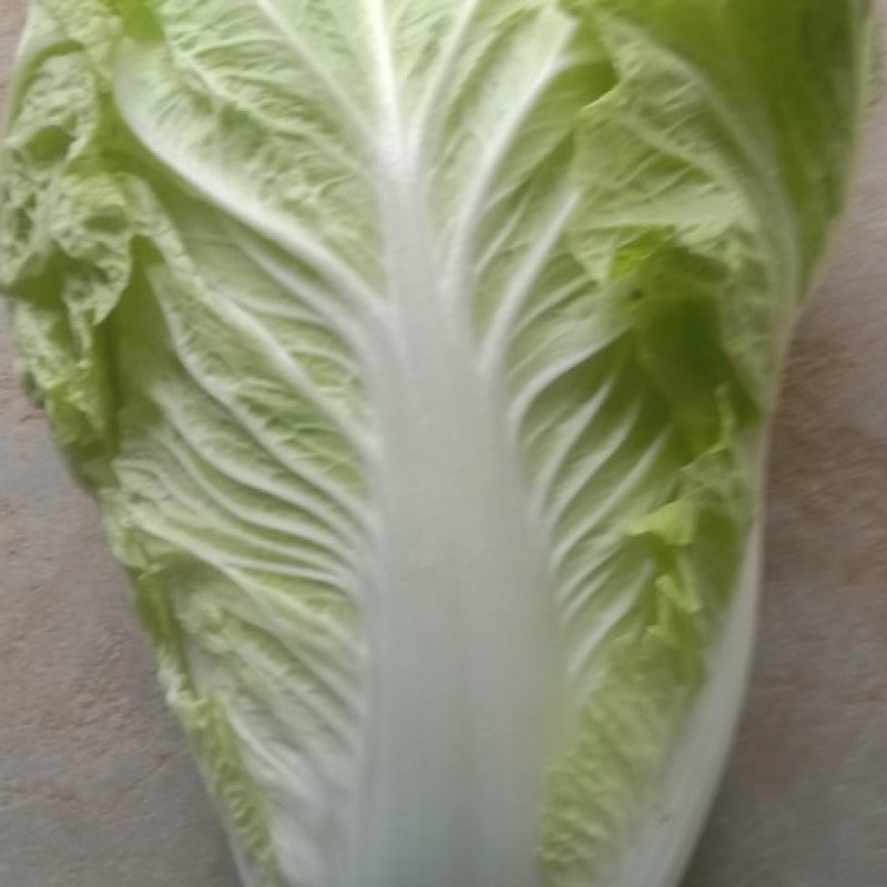 大白菜上市中
