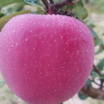 通渭红富士