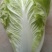 大白菜上市中