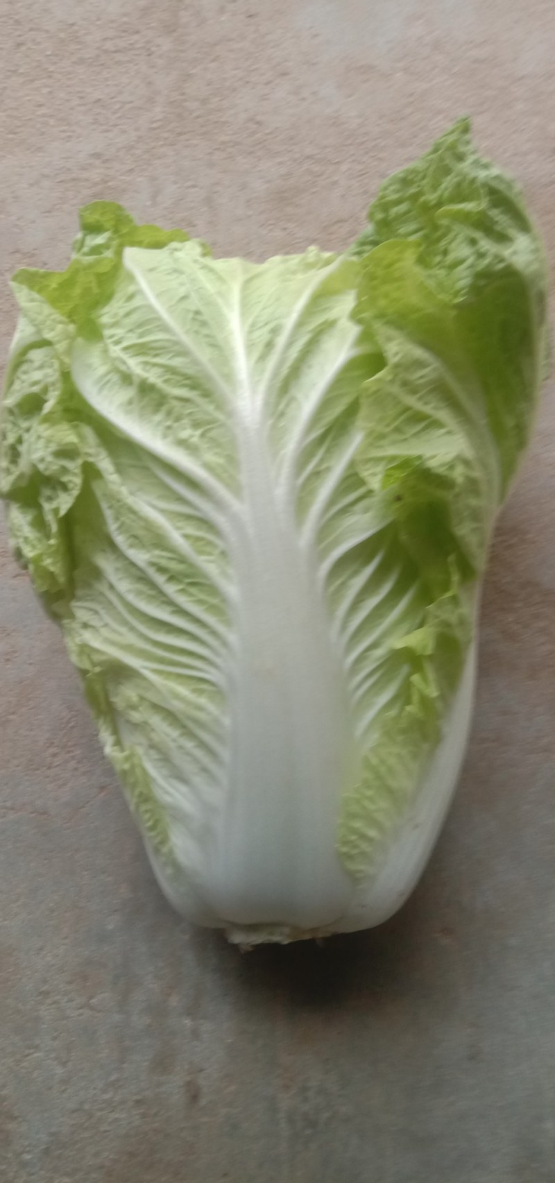 大白菜上市中