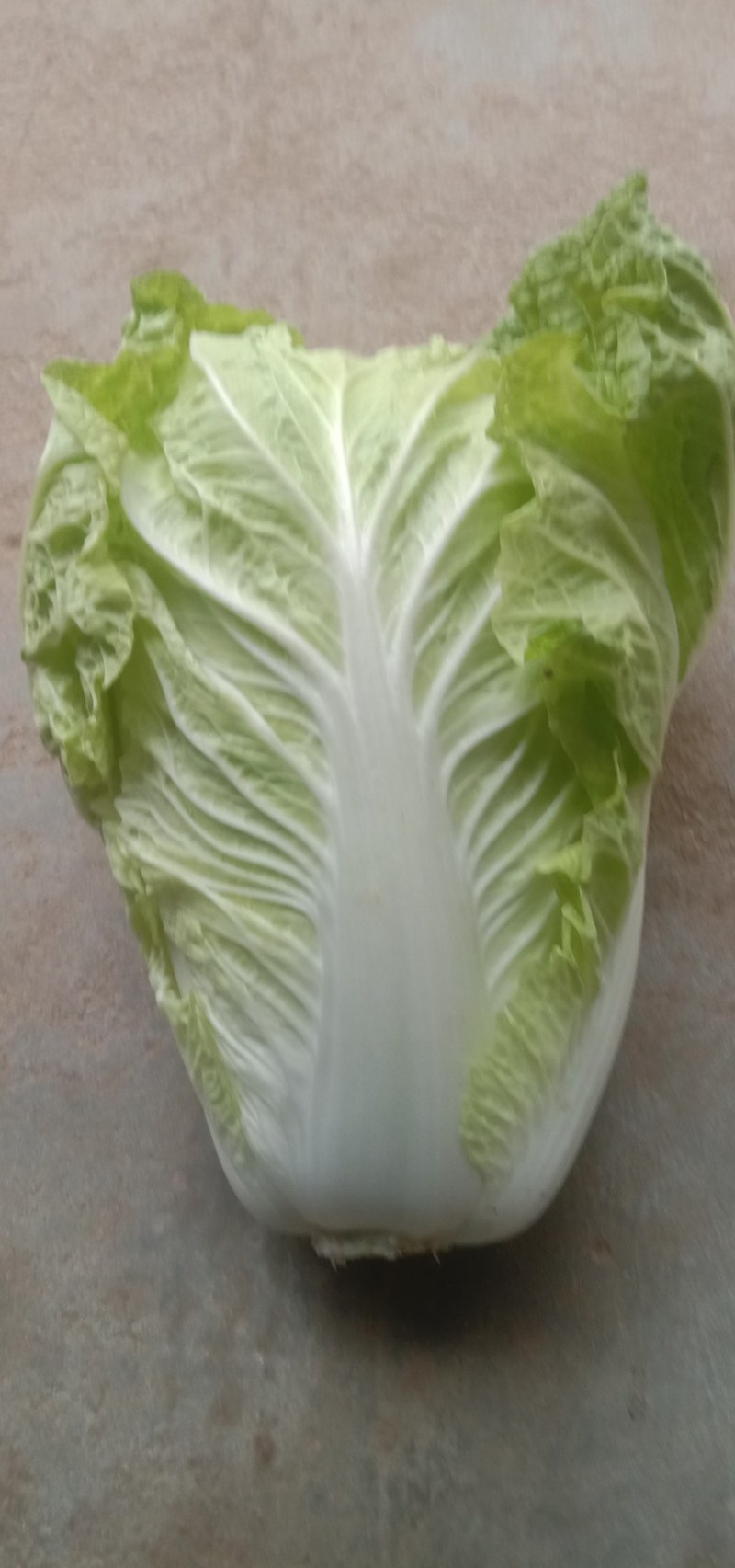 大白菜上市中