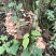 海拔1700深山野生菌