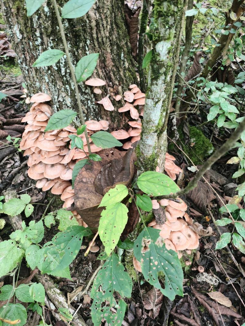 海拔1700深山野生菌