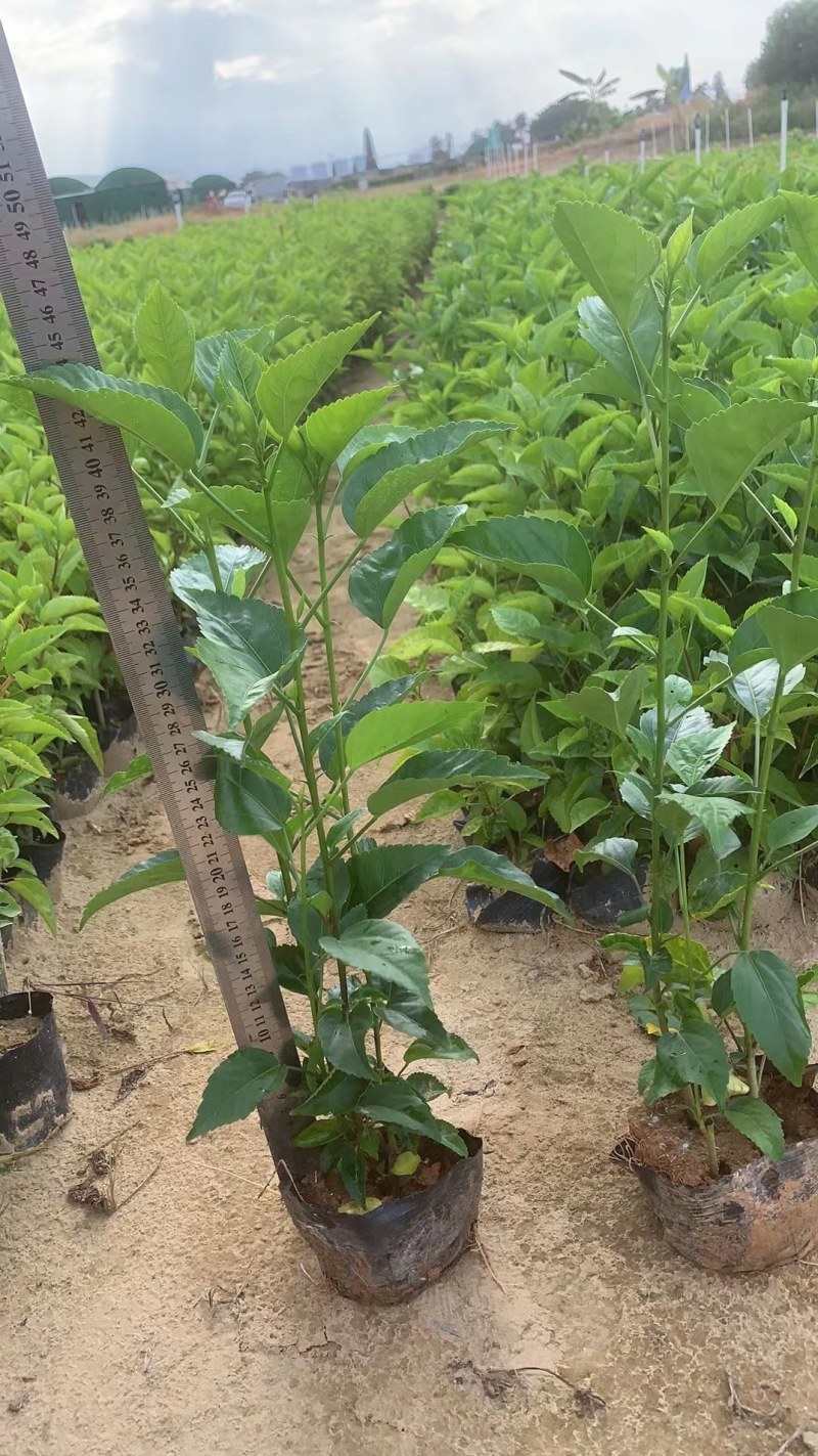 大红花精品大红花，5斤袋，7斤袋，价格优惠质量保证