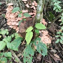 海拔1700深山野生菌