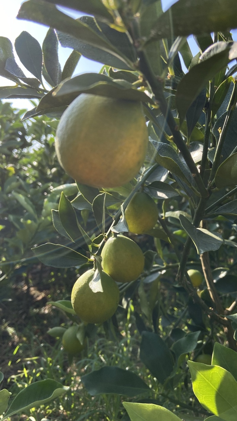正宗广西脆蜜金柑苗，果跟鸡蛋大，纯甜，无核，肉厚