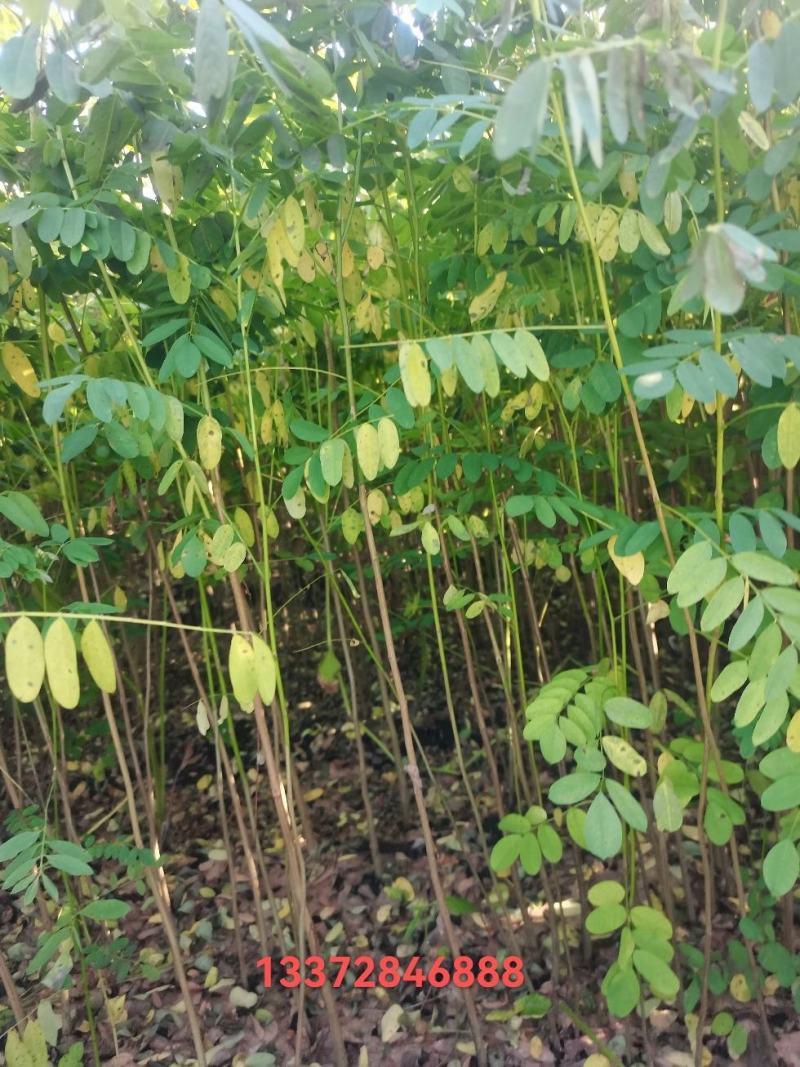 【推荐】紫穗槐小苗，（油条）东北三省主产区欢迎合作