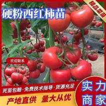 江苏番茄苗，精品硬粉西红柿苗质量保证产地直供价格实惠
