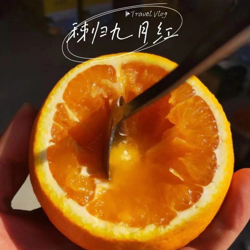 【精品果冻橙供应】果园看货采果，一手货源，诚信经营