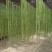 云南贡菜精品优质火锅贡菜产地直供全国供应欢迎选购