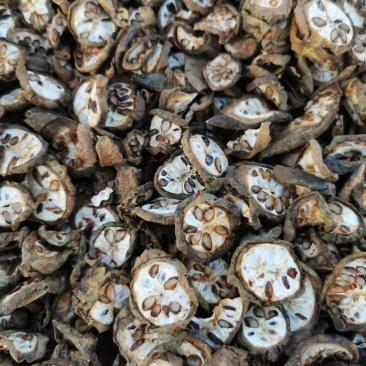 湖北产地预知子（八月札）高含量