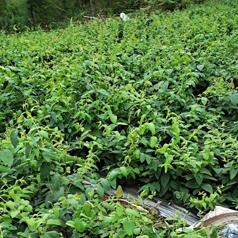 湘雷金银花苗，湘雷金银花5号，抗病毒强，产量高