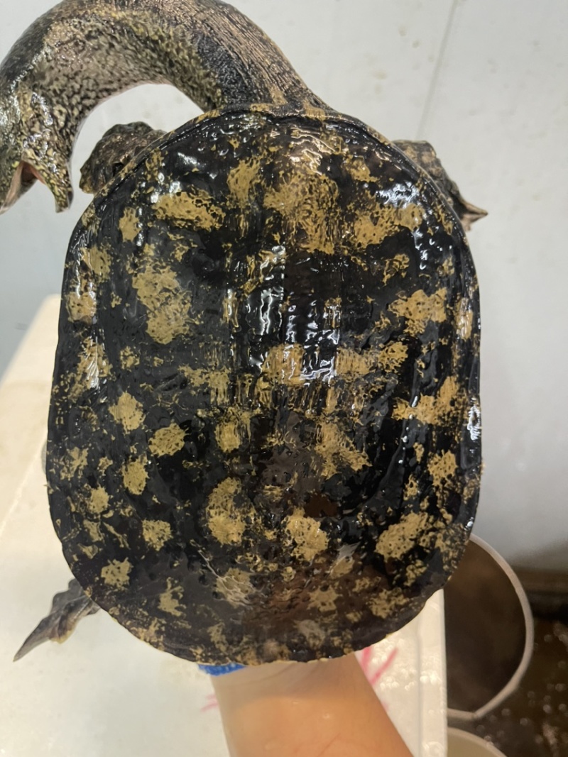 广东冷水库甲鱼鳖顺丰包邮包活欢迎采购