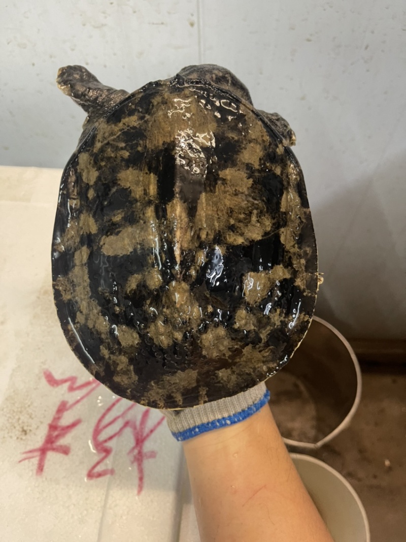 广东冷水库甲鱼鳖顺丰包邮包活欢迎采购