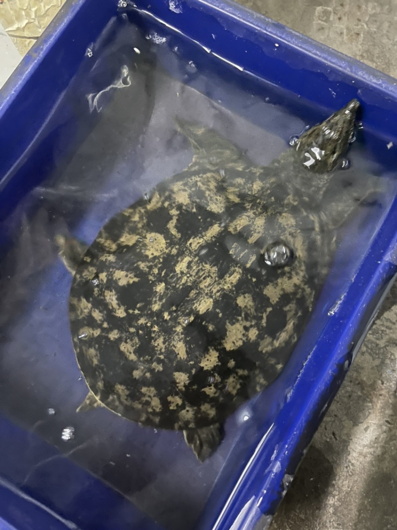 广东冷水库甲鱼鳖顺丰包邮包活欢迎采购