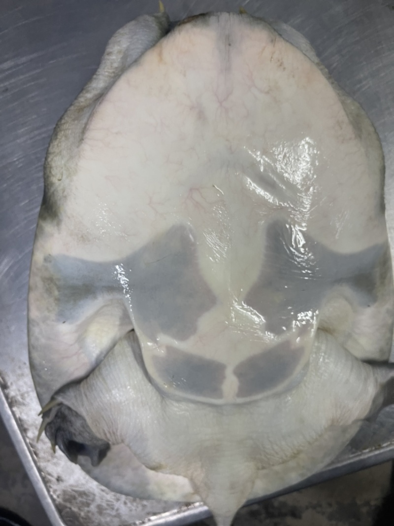 广东冷水库甲鱼鳖顺丰包邮包活欢迎采购
