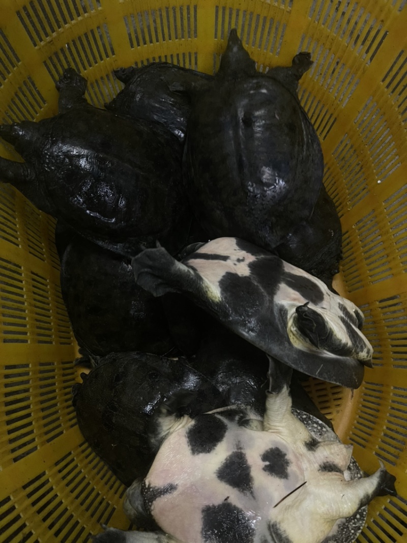 广东冷水库甲鱼鳖顺丰包邮包活欢迎采购