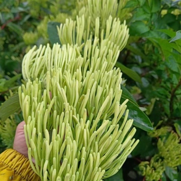金银花苗,湘雷金银花苗,出产快,回报快,