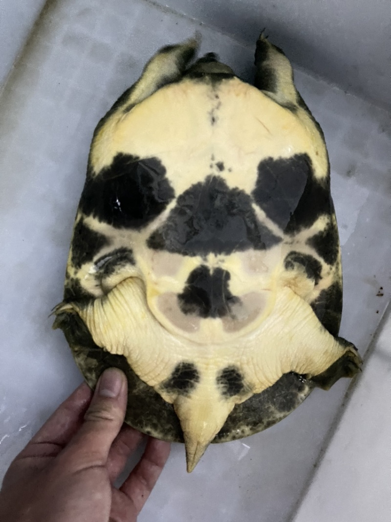 广东冷水库甲鱼鳖顺丰包邮包活欢迎采购