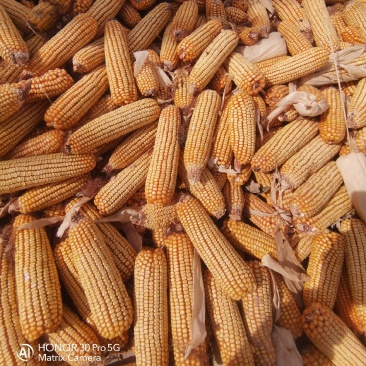 玉米玉米粒干玉米粒祠料新玉米甘肃
