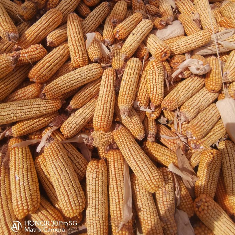 玉米玉米粒干玉米粒祠料新玉米甘肃