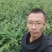 金银花苗,湘雷金银花苗,出产快,回报快,