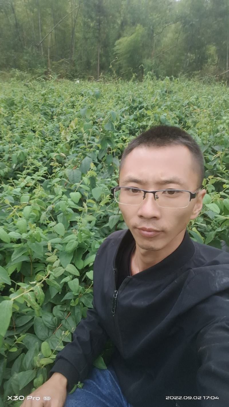 金银花苗，湘雷金银花苗，出产快，回报快，
