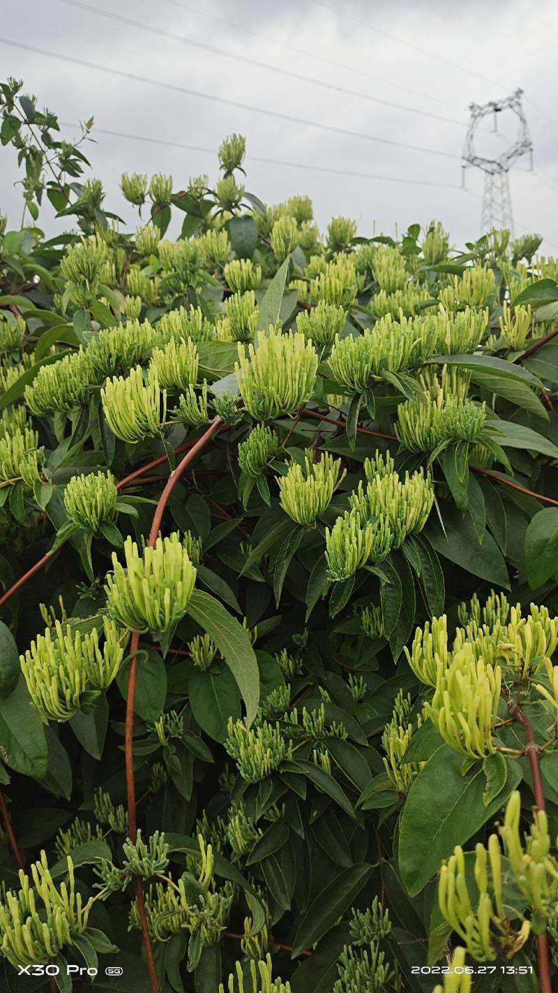 金银花苗，湘雷金银花苗，出产快，回报快，