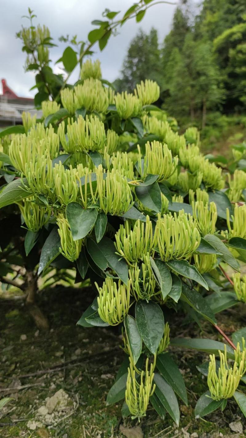金银花苗，湘雷金银花苗，出产快，回报快，
