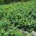 金银花苗,湘雷金银花苗,出产快,回报快,