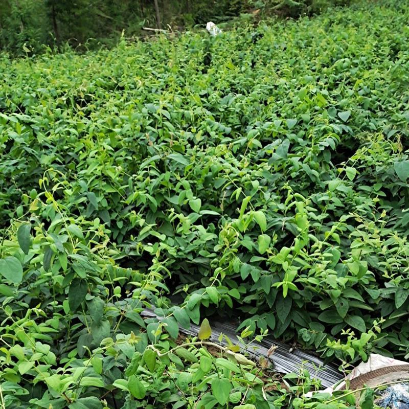 金银花苗，湘雷金银花苗，出产快，回报快，