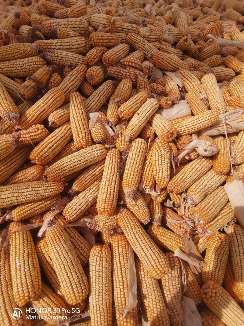 玉米玉米粒干玉米粒祠料新玉米甘肃