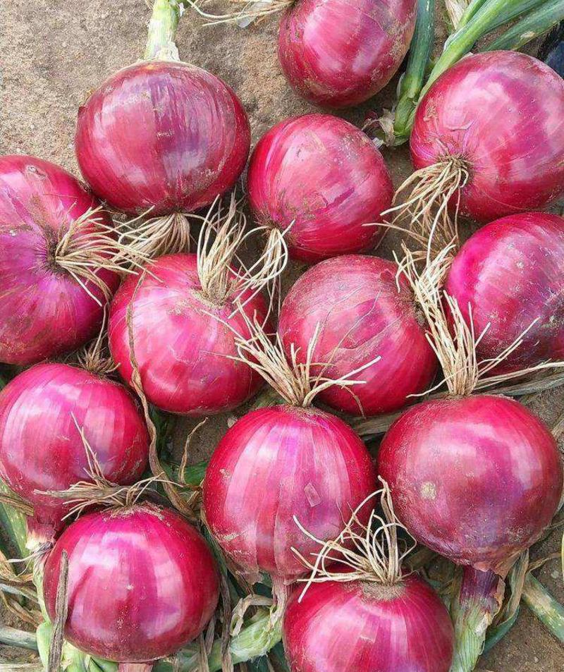泰星红地球红皮洋葱种子优质高产耐寒抗病商品性佳基地农家