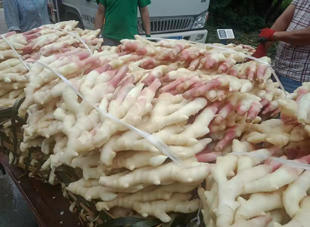 子姜与胡椒实物对比图