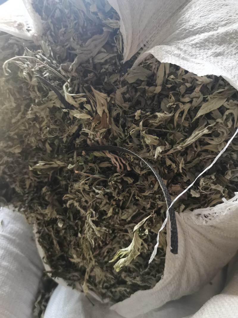 湖北纯野生艾叶