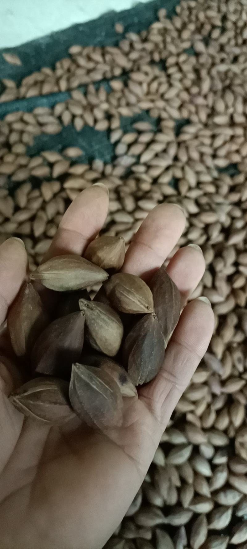 广西农家自种，黑榄核..