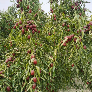 基地直发红枣树苗。冬枣树苗。盘枣树苗。现挖现发量大优惠