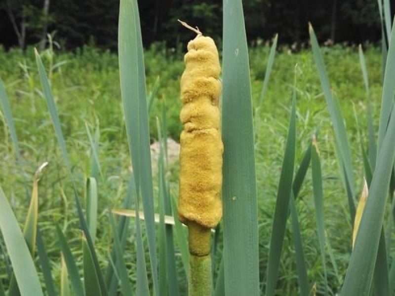 湖北产地野生的含粉量高，无杂志。蒲黄（毛蜡烛）