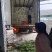 河南小米粒松花菜有机花菜基地一手货源量大从优