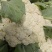 河南小米粒松花菜有机花菜基地一手货源量大从优